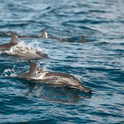 Whale and Dolphin Watching In Sri Lanika