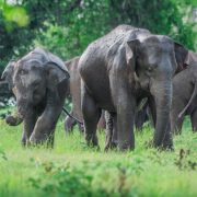 Minneriya National Park: The Elephant Migration Story