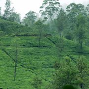 Nuwara Eliya Escapades: Your Ultimate Guide to Memorable Experiences