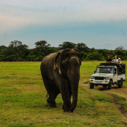 Wanderlust and Wildlife: Top 10 Safari Destinations in Sri Lanka