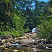 Sinharaja Rain Forest: the heart of the Sri Lankan biodiversity