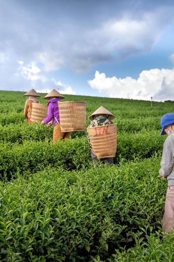 Brewing Success: A Journey Through Sri Lanka’s Tea Industry