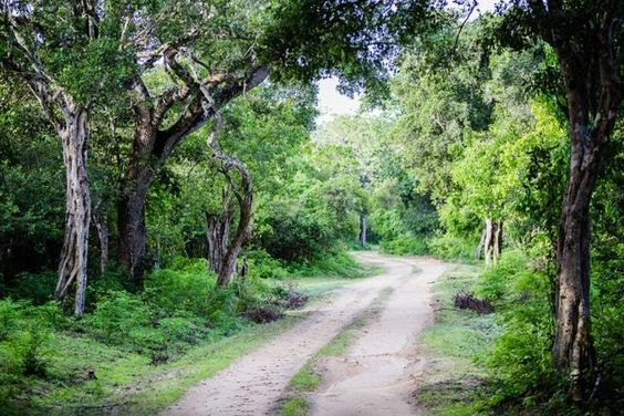 Explore the Enchanting Wilderness: Kumana National Park