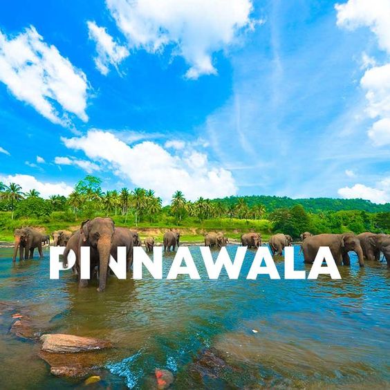 Exploring Pinnawala, Sri Lanka: A Journey Amidst Gentle Giants