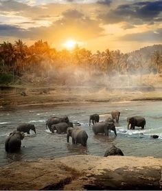 Pinnawala Elephant Orphanage